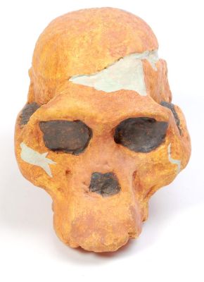 Abguss: Australopithecus africanus transvaalensis, Sts 5